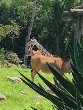 天王寺動物園に投稿された画像（2021/7/12）
