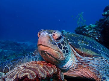 屋久島自然案内に投稿された画像（2021/7/12）