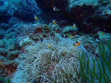 屋久島自然案内に投稿された画像（2021/7/12）