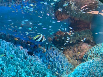 サンシャイン水族館に投稿された画像（2021/7/12）