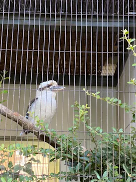 天王寺動物園に投稿された画像（2021/7/12）