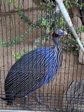 天王寺動物園に投稿された画像（2021/7/12）