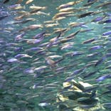 サンシャイン水族館に投稿された画像（2021/7/12）