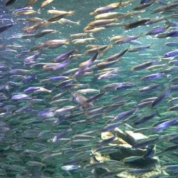 サンシャイン水族館に投稿された画像（2021/7/12）
