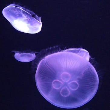 サンシャイン水族館に投稿された画像（2021/7/12）