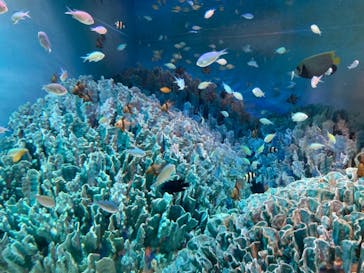 サンシャイン水族館に投稿された画像（2021/7/12）