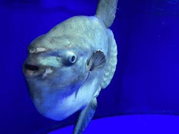 サンシャイン水族館に投稿された画像（2021/7/12）