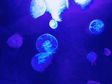 サンシャイン水族館に投稿された画像（2021/7/12）