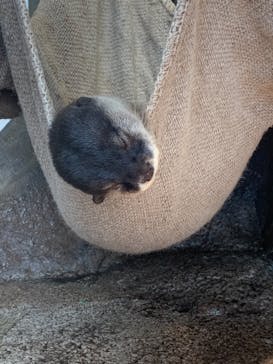 新江ノ島水族館に投稿された画像（2021/7/12）
