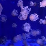 新江ノ島水族館に投稿された画像（2021/7/12）