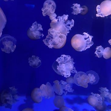 新江ノ島水族館に投稿された画像（2021/7/12）