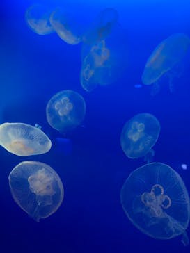 新江ノ島水族館に投稿された画像（2021/7/12）