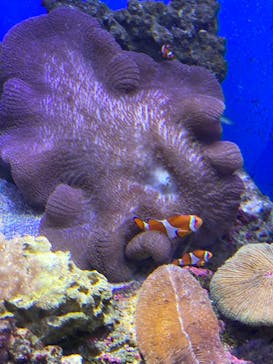 新江ノ島水族館に投稿された画像（2021/7/12）