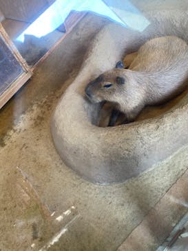 新江ノ島水族館に投稿された画像（2021/7/12）