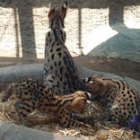 神戸どうぶつ王国に投稿された画像（2021/7/12）