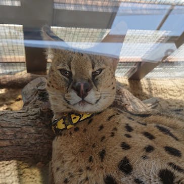 神戸どうぶつ王国に投稿された画像（2021/7/12）