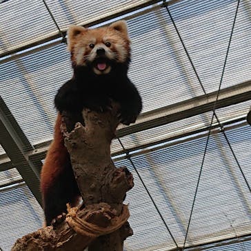 神戸どうぶつ王国に投稿された画像（2021/7/12）