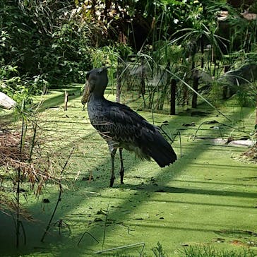 神戸どうぶつ王国に投稿された画像（2021/7/12）
