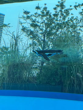 サンシャイン水族館に投稿された画像（2021/7/12）