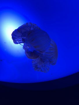 サンシャイン水族館に投稿された画像（2021/7/12）