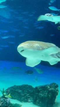 サンシャイン水族館に投稿された画像（2021/7/12）