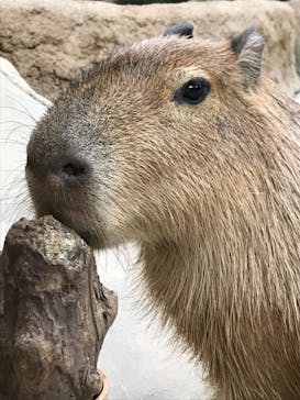 神戸どうぶつ王国に投稿された画像（2021/7/12）