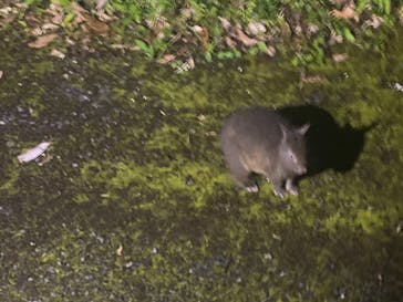 奄美ナイトツアーサービスに投稿された画像（2021/7/13）