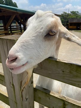 まかいの牧場に投稿された画像（2021/7/13）