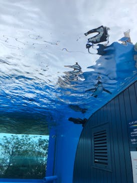 サンシャイン水族館に投稿された画像（2021/7/13）