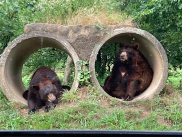 秋吉台自然動物公園 サファリランドに投稿された画像（2021/7/13）