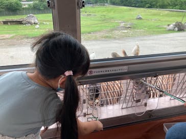 秋吉台自然動物公園 サファリランドに投稿された画像（2021/7/13）