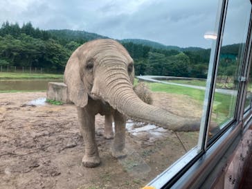 秋吉台自然動物公園 サファリランドに投稿された画像（2021/7/13）