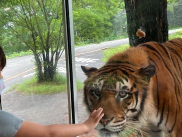 秋吉台自然動物公園 サファリランドに投稿された画像（2021/7/13）