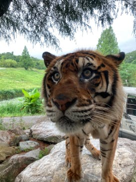 秋吉台自然動物公園 サファリランドに投稿された画像（2021/7/13）