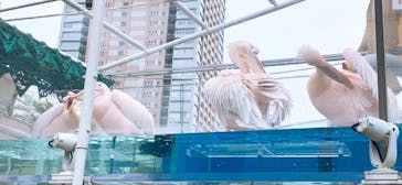 サンシャイン水族館に投稿された画像（2021/7/13）