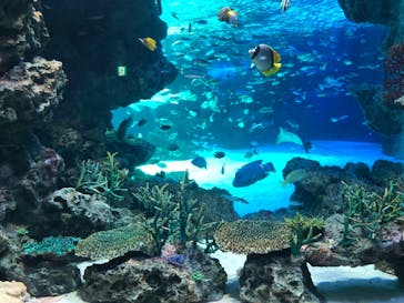 サンシャイン水族館に投稿された画像（2021/7/13）
