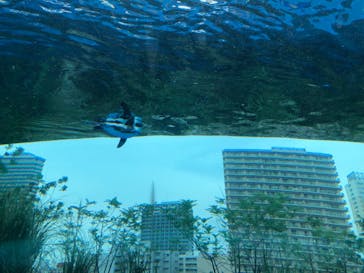 サンシャイン水族館に投稿された画像（2021/7/13）
