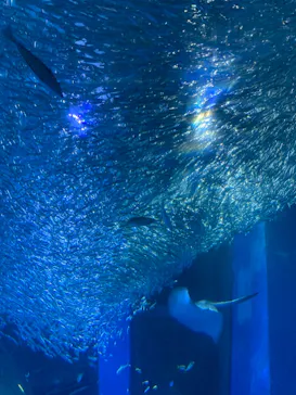 横浜・八景島シーパラダイスに投稿された画像（2021/7/13）