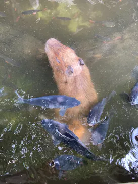 横浜・八景島シーパラダイスに投稿された画像（2021/7/13）