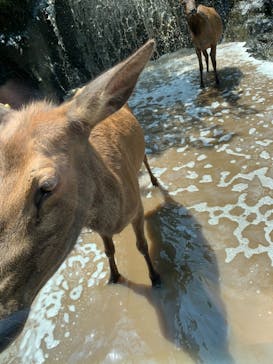 群馬サファリパークに投稿された画像（2021/7/13）