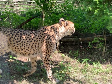 群馬サファリパークに投稿された画像（2021/7/13）