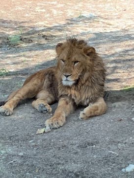 群馬サファリパークに投稿された画像（2021/7/13）