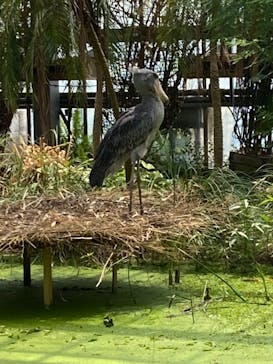 神戸どうぶつ王国に投稿された画像（2021/7/13）