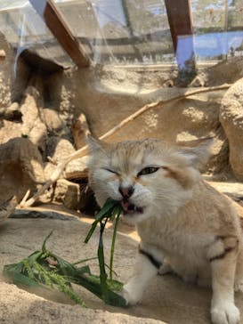 神戸どうぶつ王国に投稿された画像（2021/7/13）