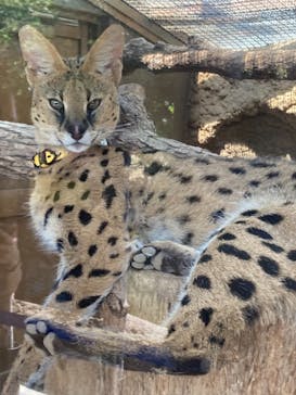 神戸どうぶつ王国に投稿された画像（2021/7/13）