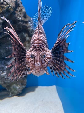 アクアワールド茨城県大洗水族館に投稿された画像（2021/7/13）