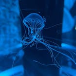 マクセル アクアパーク品川に投稿された画像（2021/7/14）