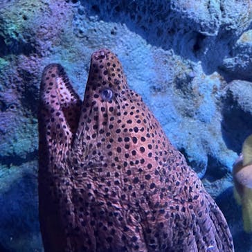 マクセル アクアパーク品川に投稿された画像（2021/7/14）