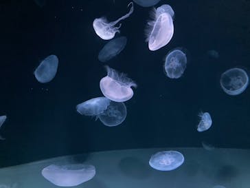 サンシャイン水族館に投稿された画像（2021/7/14）