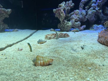 四国水族館に投稿された画像（2021/7/14）